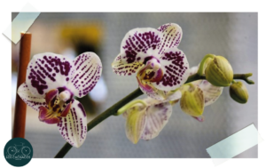 Jardín Botánico: viste a la capital con su exposición de orquídeas